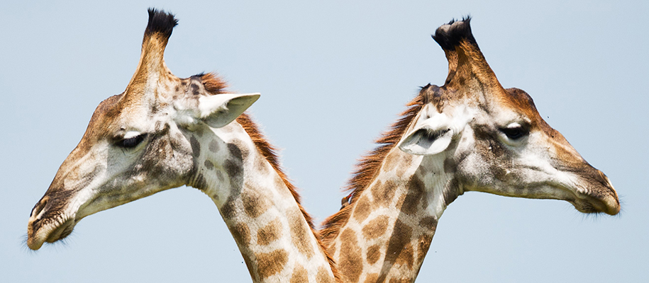 Necks and heads of two giraffes crossing over each other backed by blue sky