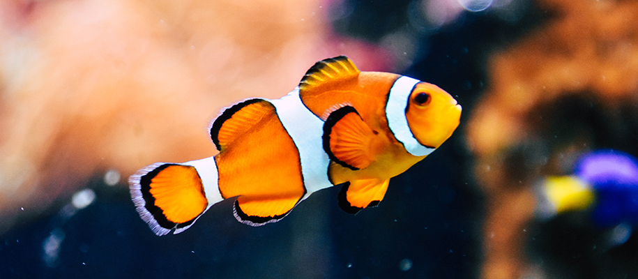The Ultimate Guide to Having a Pet Fish in College | CollegeXpress