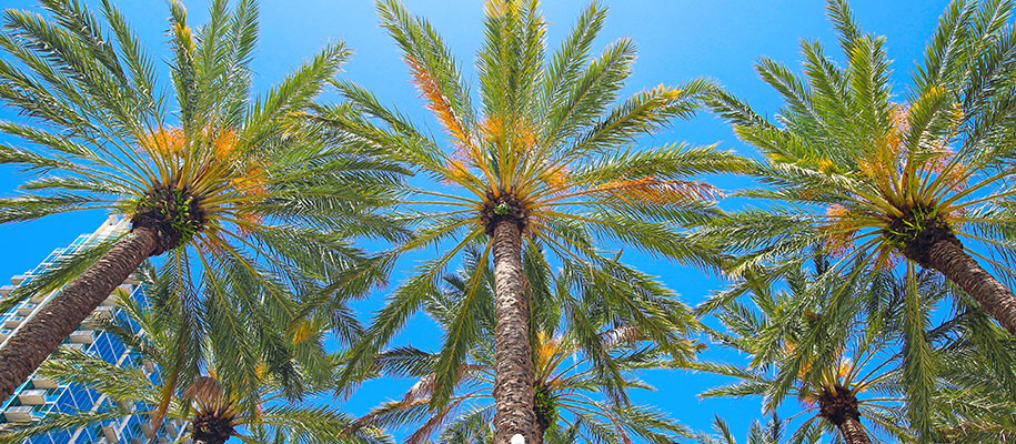 Looking up underneath palm trees against blue sky and city building in Tampa, FL
