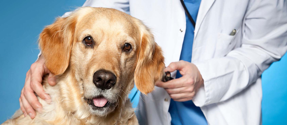 Golden retriever looking at camera, body of white male vet with arm around dog