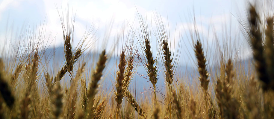 Close-up shot of top of wheat stalks in field with cloudy sky in background