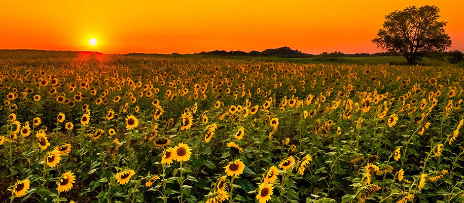 Expansive field of sunflowers against orange sky with tree silhouette on horizon