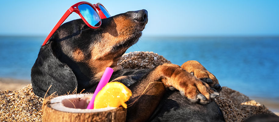 Dachshund with red sunglasses lying in sand with tropical drink near ocean