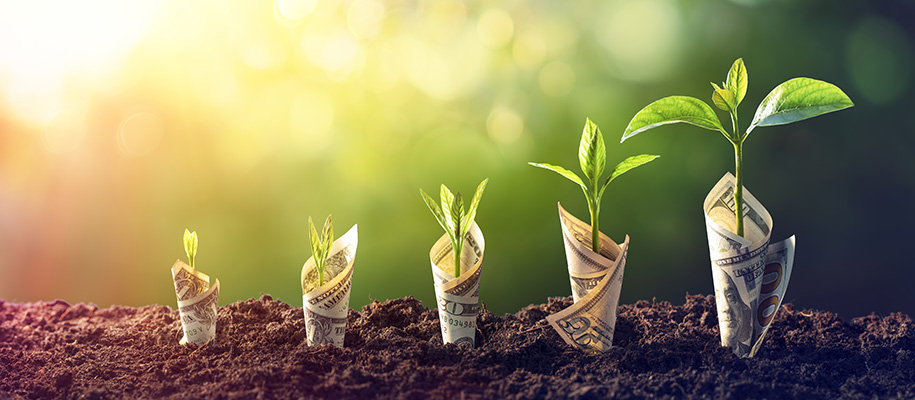 Saplings wrapped in money growing from patch of dirt