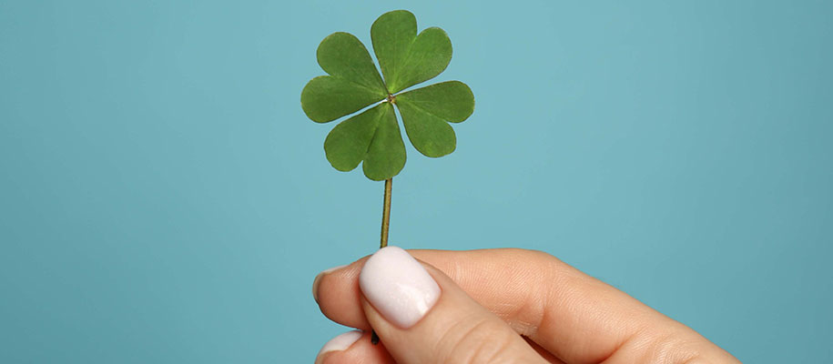 White hand with polished fingers holding four-leaf clover against blue wall