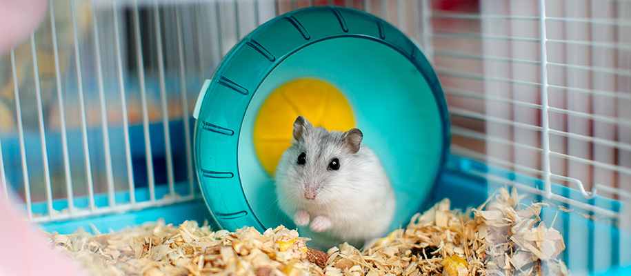 Little white, gray Roborovski hamster in blue wheel in cage with wood shavings