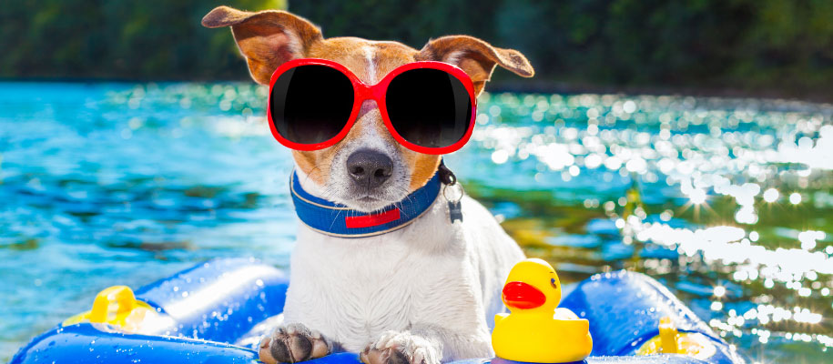 Small white and brown dog wearing sunglasses in tube on river with rubber ducky