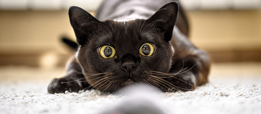 Black cat with wide yellow eyes, crouched and staring at toy on floor