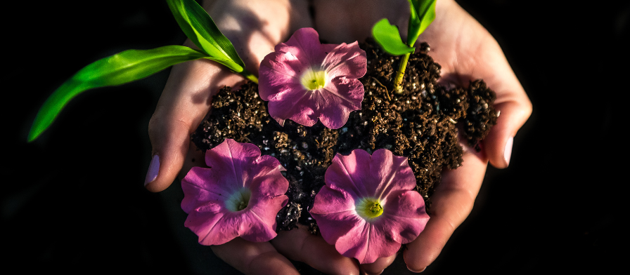 White hands holding dirt with purple & yellow petunias and green leaves emerging