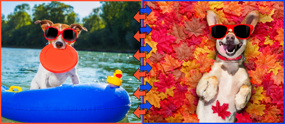 Dog on pool float with sunglasses and Frisbee, dog in leaves with sunglasses