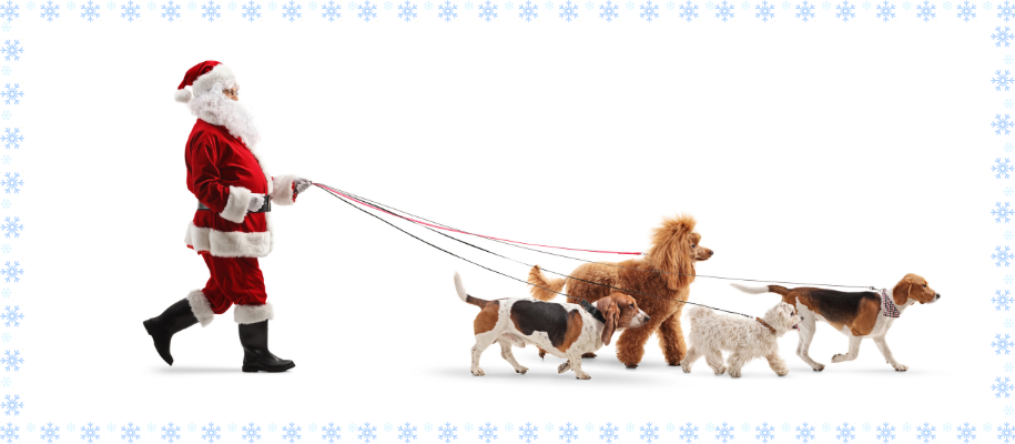 Santa impersonator walking four dogs of different breeds on leashes