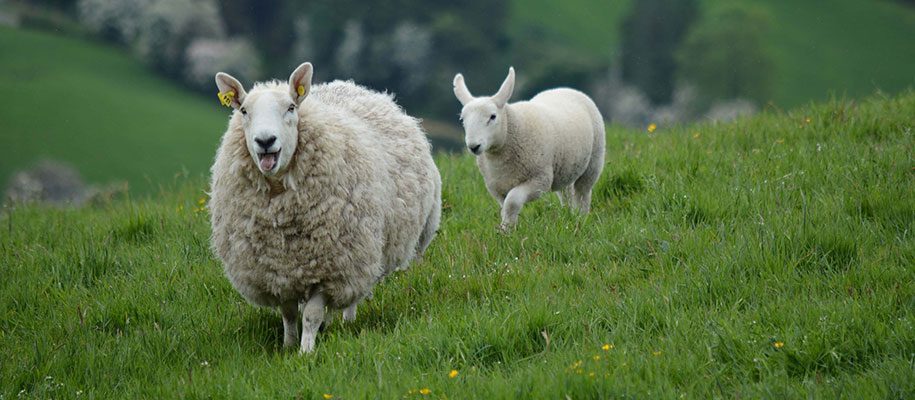 Fluffy white sheep with tongue out posing next to smaller sheep in green grass