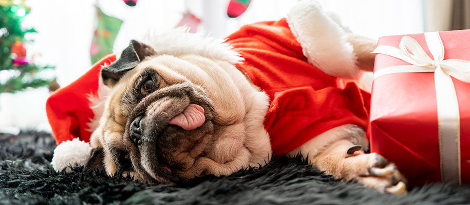 Tired pug in Santa Claus outfit with tongue out lying by gifts and stockings