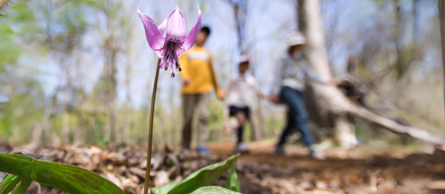 Focus on purple flower on hiking trail with blurry hikers in background