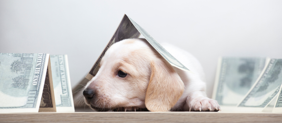 Golden Retriever puppy lying on ground next to money & $100 bill folded on head