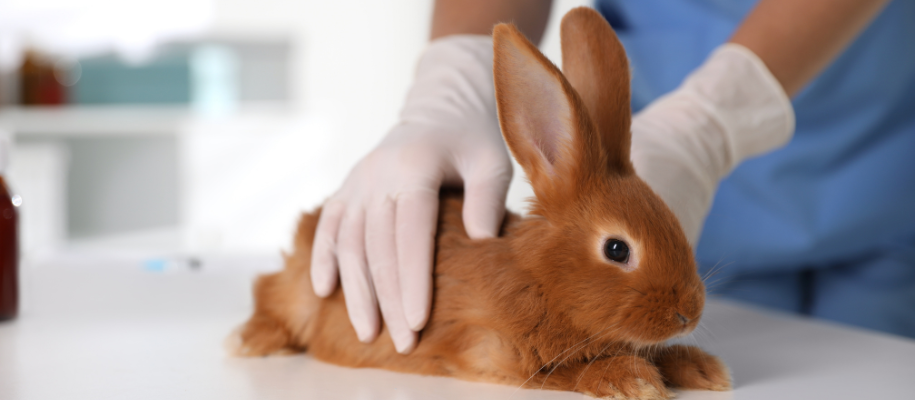 Fluffy brown baby bunny sitting on table with vet's gloved hands holding it