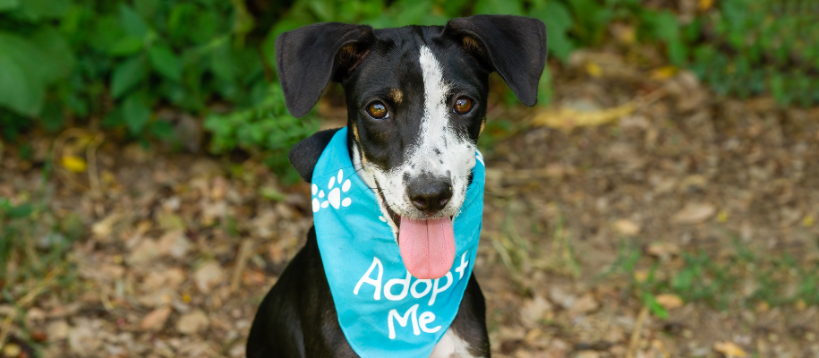 Black & white dog smiling with tongue out wearing blue Adopt Me bandana