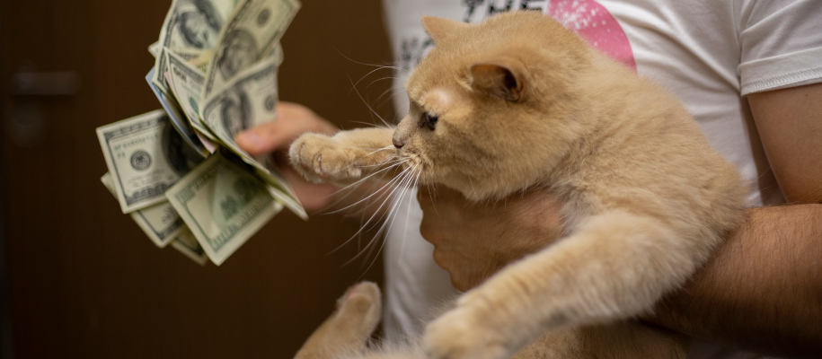 White male holding orange cat in one hand, fistful of $100 bills in the other