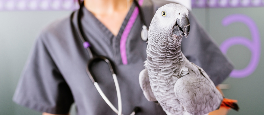 Vet tech in grey uniform with stethoscope holding gray and white Macaw