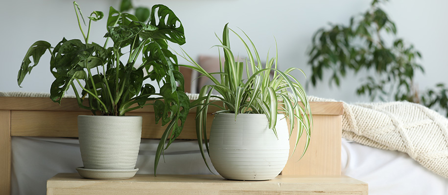 Young monstera and ribbon plants in white grooved pots on table in white bedroom