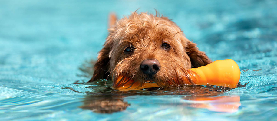 Close up of small brown dog swimming in pool with orange toy in mouth