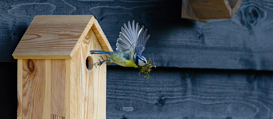 Blue and yellow bird leaving light wood bird house with moss in beak