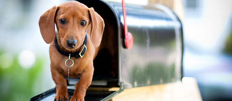 Close up of Brown dachshund in a Black metal mailbox with a red flag