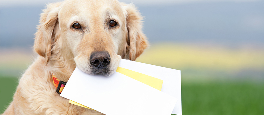 Golden retriever sitting outside with open envelopes in mouth