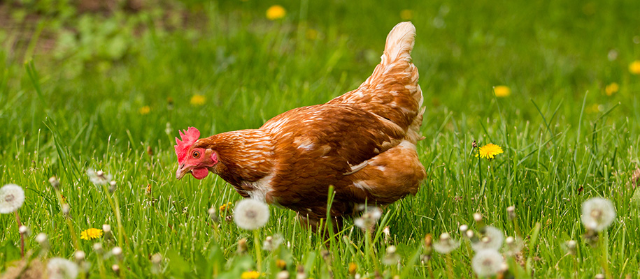 Brown chicken with flecks of white in a field of grass and dandelions