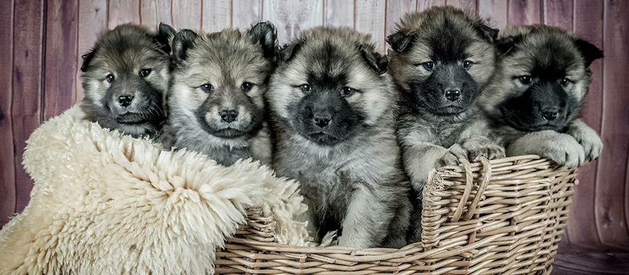 Five fluffy puppies in a wicker basket, all looking nearly the same as one anoth