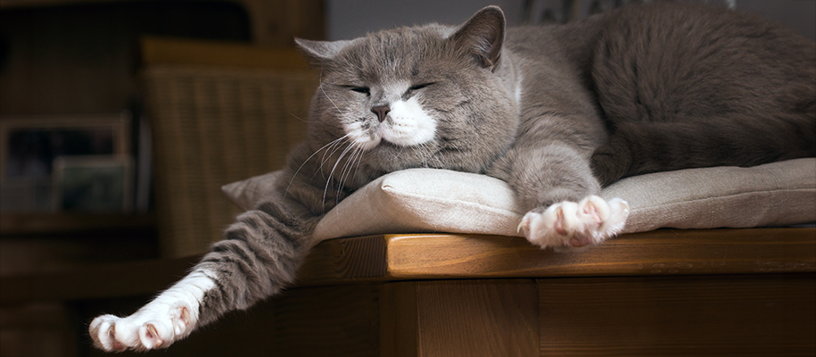 Grey and White chunky cat stretching lazily on dining room chair