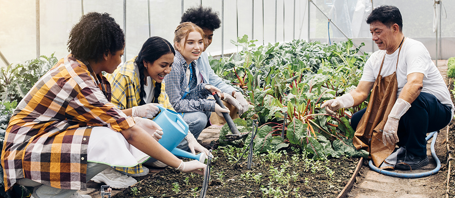 Four diverse high school students work in community garden with Asian gardener
