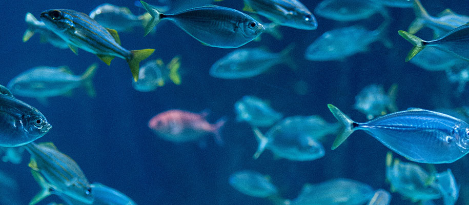 Blue school of fish swimming in water with blurred orange fish in background