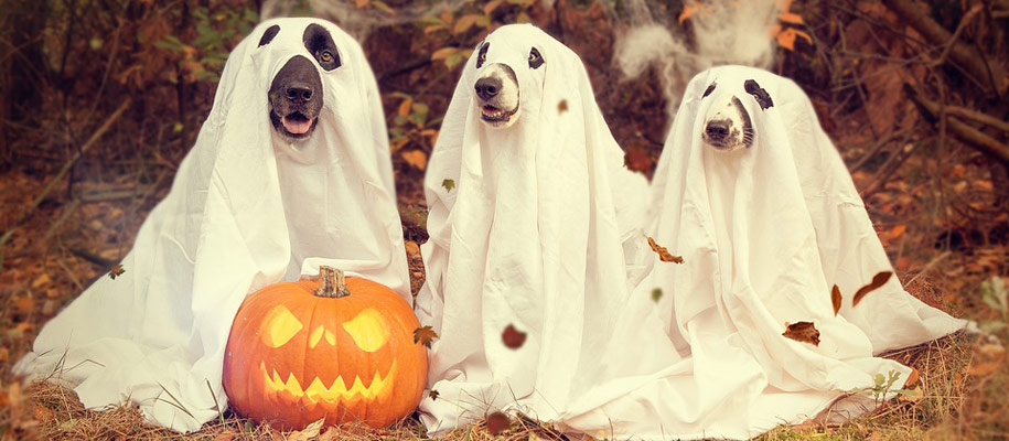 Three dogs in ghost costumes with jack-o-lantern outside in fall leaves