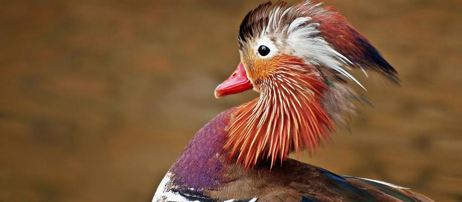 Duck with bright white, orange, and purple feathers covering neck and face