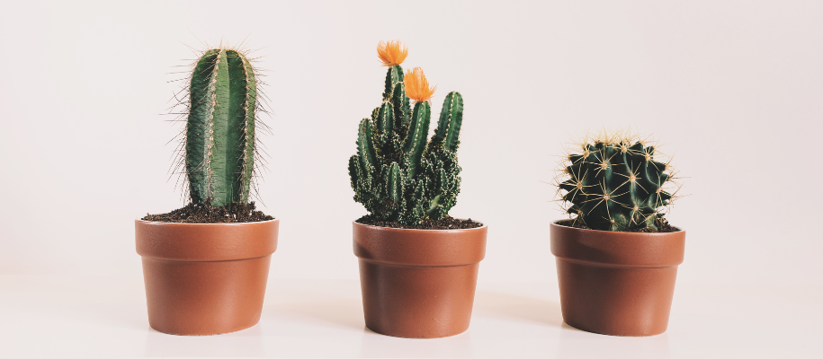 Three cacti of different shapes and sizes in small clay pots on white backdrop